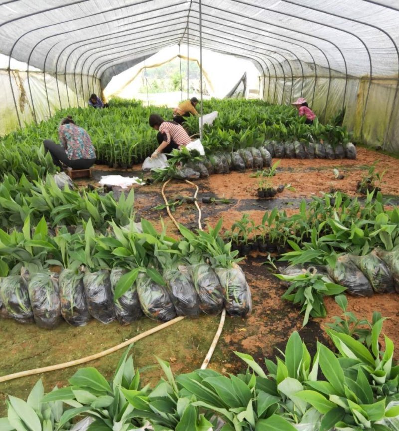 香蕉苗/西贡粉蕉苗/金粉一号蕉苗/桂蕉6号/威廉斯B6