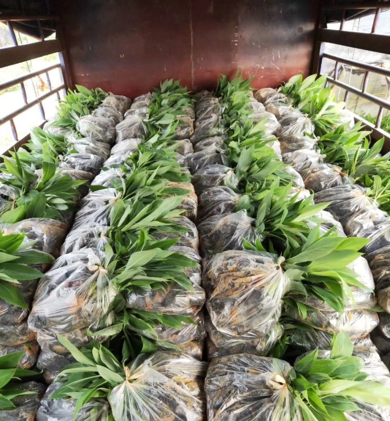 香蕉苗/西贡粉蕉苗/金粉一号蕉苗/桂蕉6号/威廉斯B6
