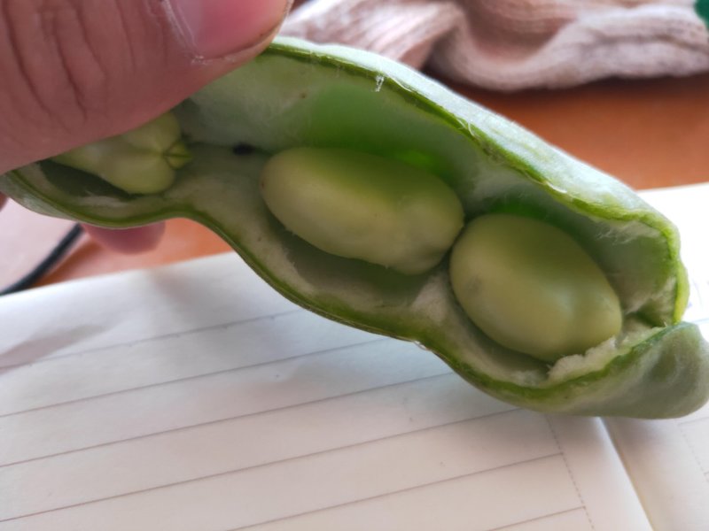 江苏南通海安大蚕豆大量上市啦欢迎新老客户前来选购
