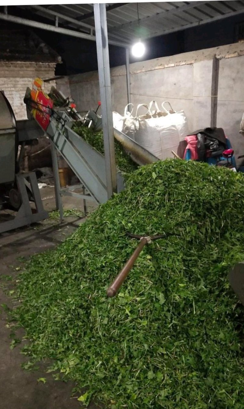 蒲公英茶