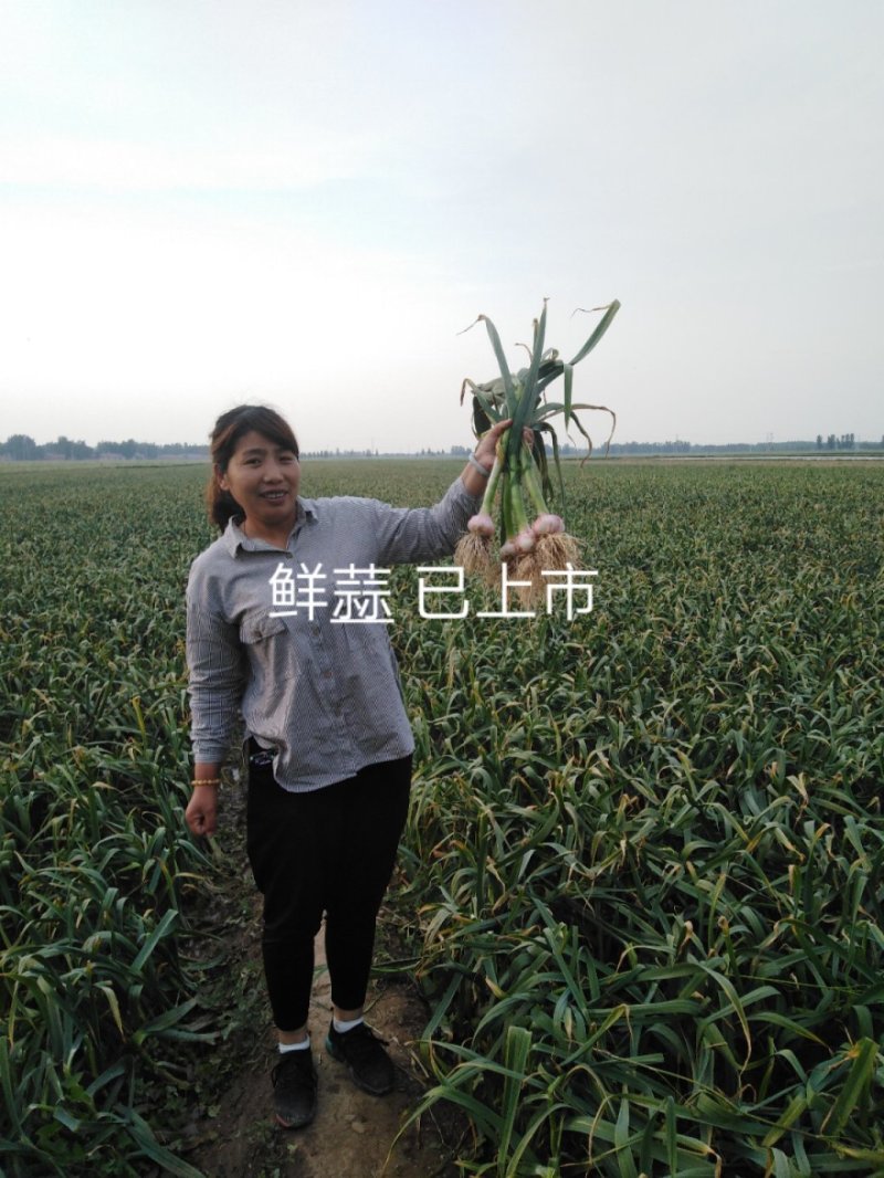 鲜蒜把