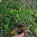 野芹菜水芹菜新鲜野生水芹菜种子苗芹菜新鲜野生水芹菜苗特产