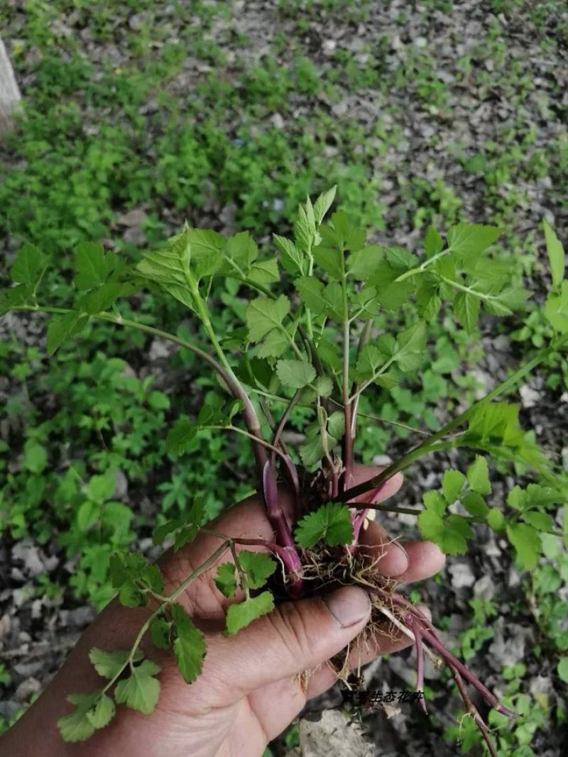 野芹菜水芹菜新鲜野生水芹菜种子苗芹菜新鲜野生水芹菜苗特产