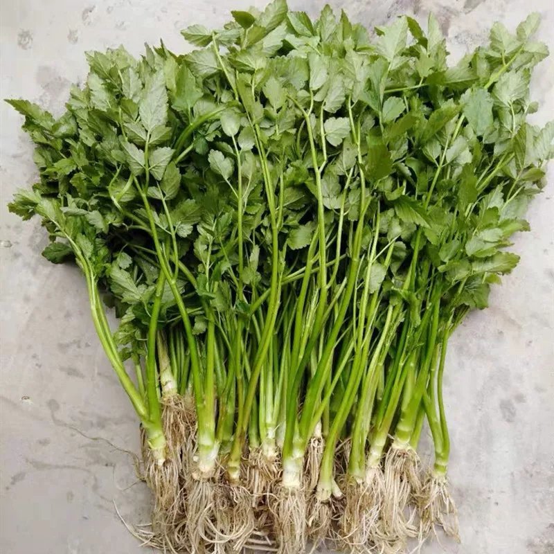 野芹菜水芹菜新鲜野生水芹菜种子苗芹菜新鲜野生水芹菜苗特产
