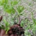 野芹菜水芹菜新鲜野生水芹菜种子苗芹菜新鲜野生水芹菜苗特产