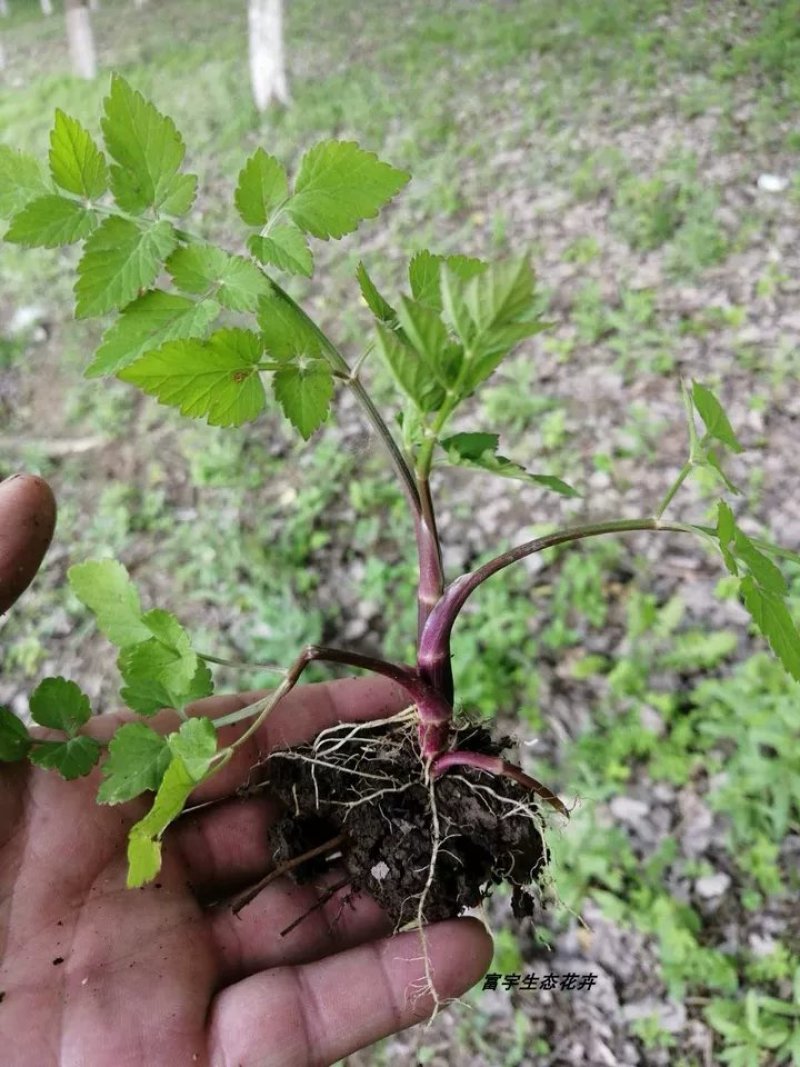 野芹菜水芹菜新鲜野生水芹菜种子苗芹菜新鲜野生水芹菜苗特产