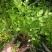野芹菜水芹菜新鲜野生水芹菜种子苗芹菜新鲜野生水芹菜苗特产