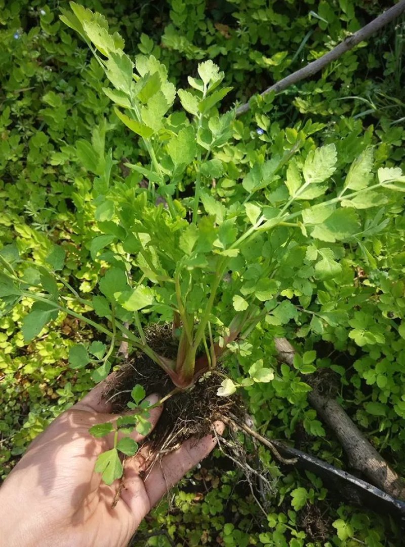 野芹菜水芹菜新鲜野生水芹菜种子苗芹菜新鲜野生水芹菜苗特产