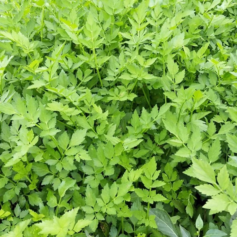 野芹菜水芹菜新鲜野生水芹菜种子苗芹菜新鲜野生水芹菜苗特产