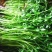 野芹菜水芹菜新鲜野生水芹菜种子苗芹菜新鲜野生水芹菜苗特产