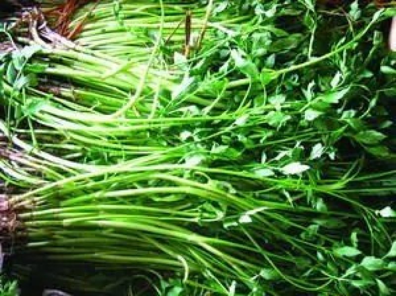 野芹菜水芹菜新鲜野生水芹菜种子苗芹菜新鲜野生水芹菜苗特产
