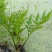 野芹菜水芹菜新鲜野生水芹菜种子苗芹菜新鲜野生水芹菜苗特产