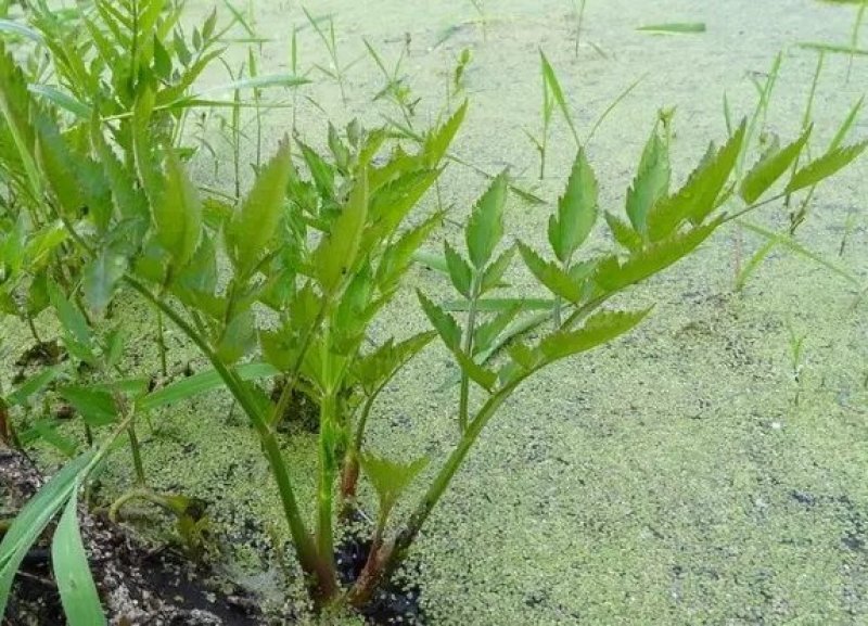 野芹菜水芹菜新鲜野生水芹菜种子苗芹菜新鲜野生水芹菜苗特产