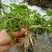 野芹菜水芹菜新鲜野生水芹菜种子苗芹菜新鲜野生水芹菜苗特产