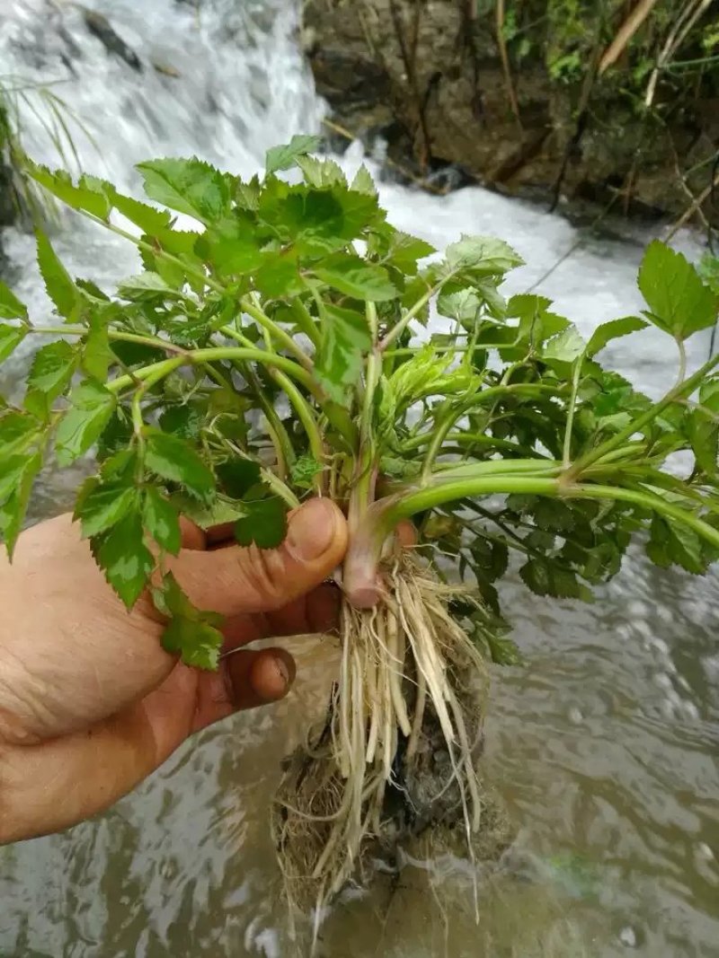 野芹菜水芹菜新鲜野生水芹菜种子苗芹菜新鲜野生水芹菜苗特产