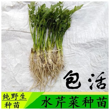 野芹菜水芹菜新鲜野生水芹菜种子苗芹菜新鲜野生水芹菜苗特产