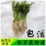 野芹菜水芹菜新鲜野生水芹菜种子苗芹菜新鲜野生水芹菜苗特产