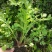 野芹菜水芹菜新鲜野生水芹菜种子苗芹菜新鲜野生水芹菜苗特产