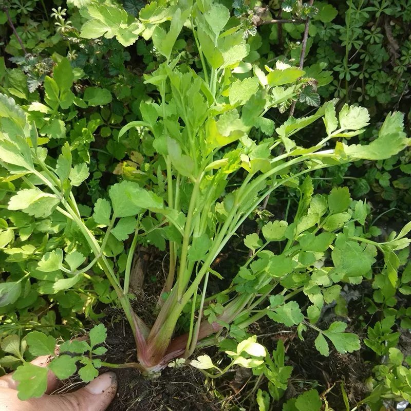 野芹菜水芹菜新鲜野生水芹菜种子苗芹菜新鲜野生水芹菜苗特产