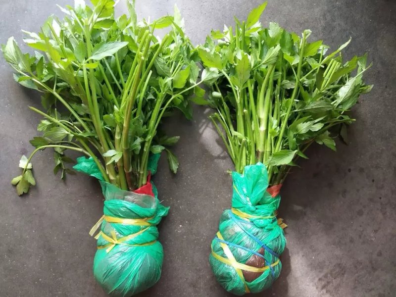 野芹菜水芹菜新鲜野生水芹菜种子苗芹菜新鲜野生水芹菜苗特产