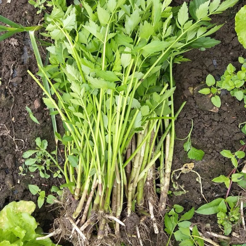 野芹菜水芹菜新鲜野生水芹菜种子苗芹菜新鲜野生水芹菜苗特产
