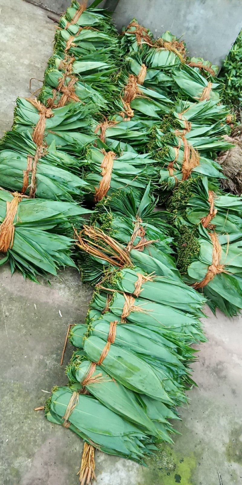粽叶子，欢迎订货量大从优