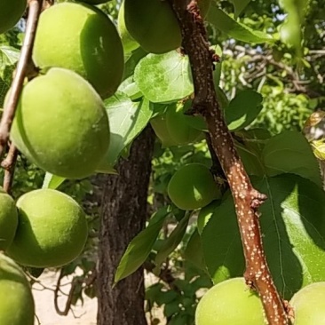 金太阳一杏