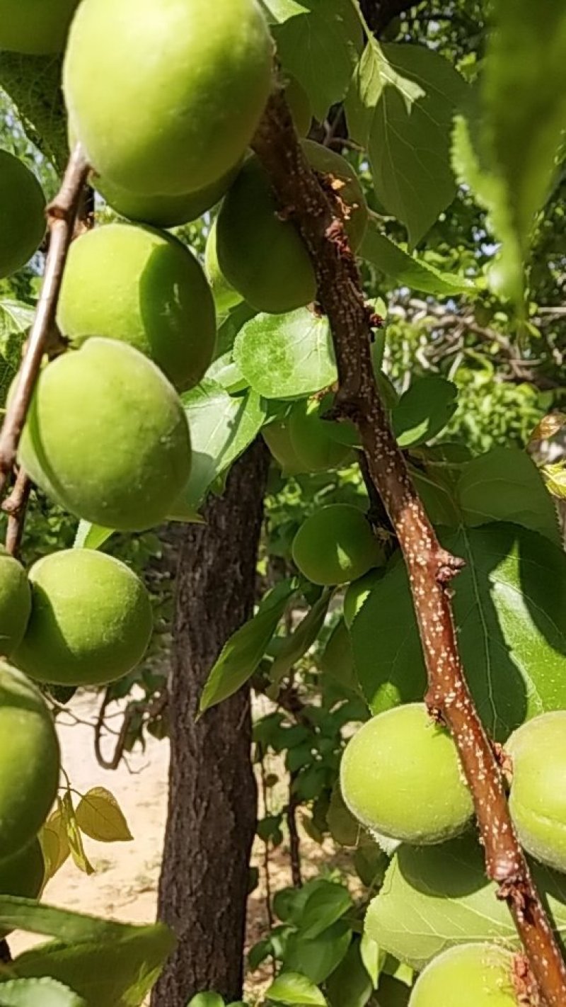 金太阳一杏