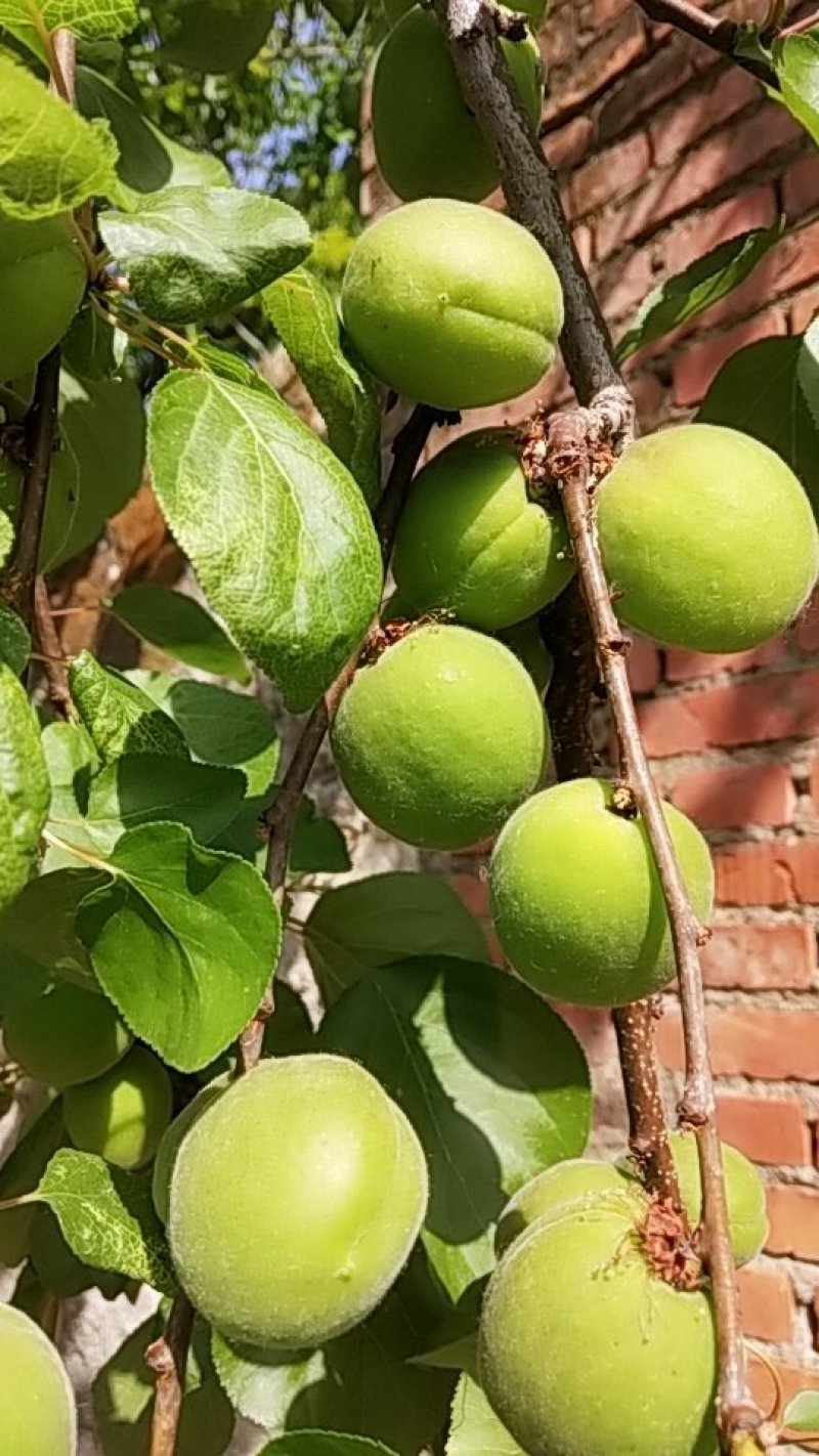 金太阳一杏