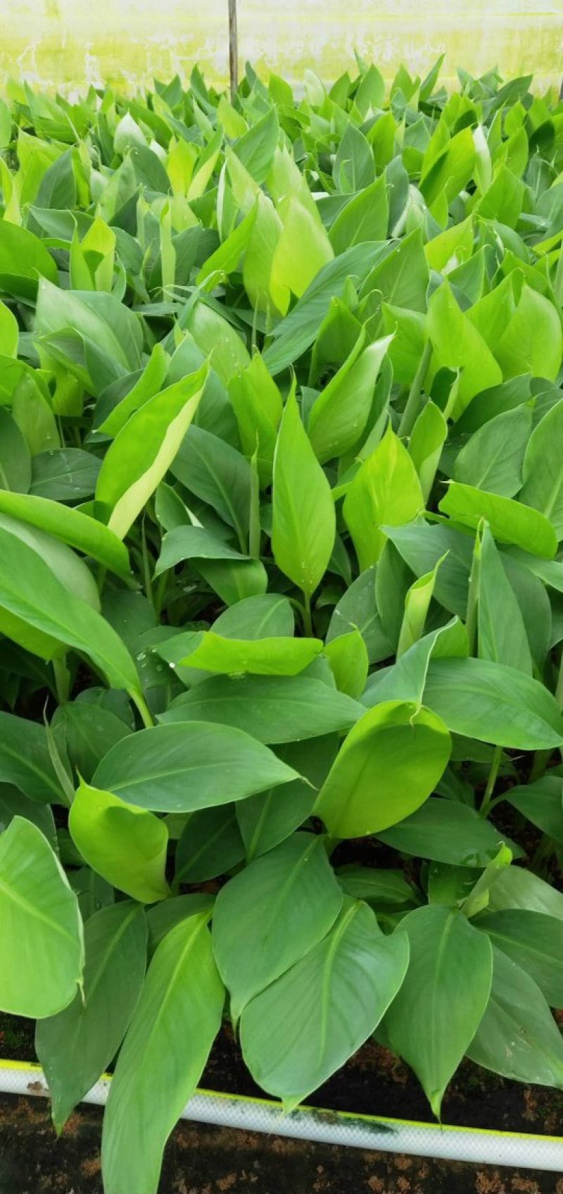 广西农科院制种香蕉苗/西贡粉蕉苗/金粉一号蕉苗