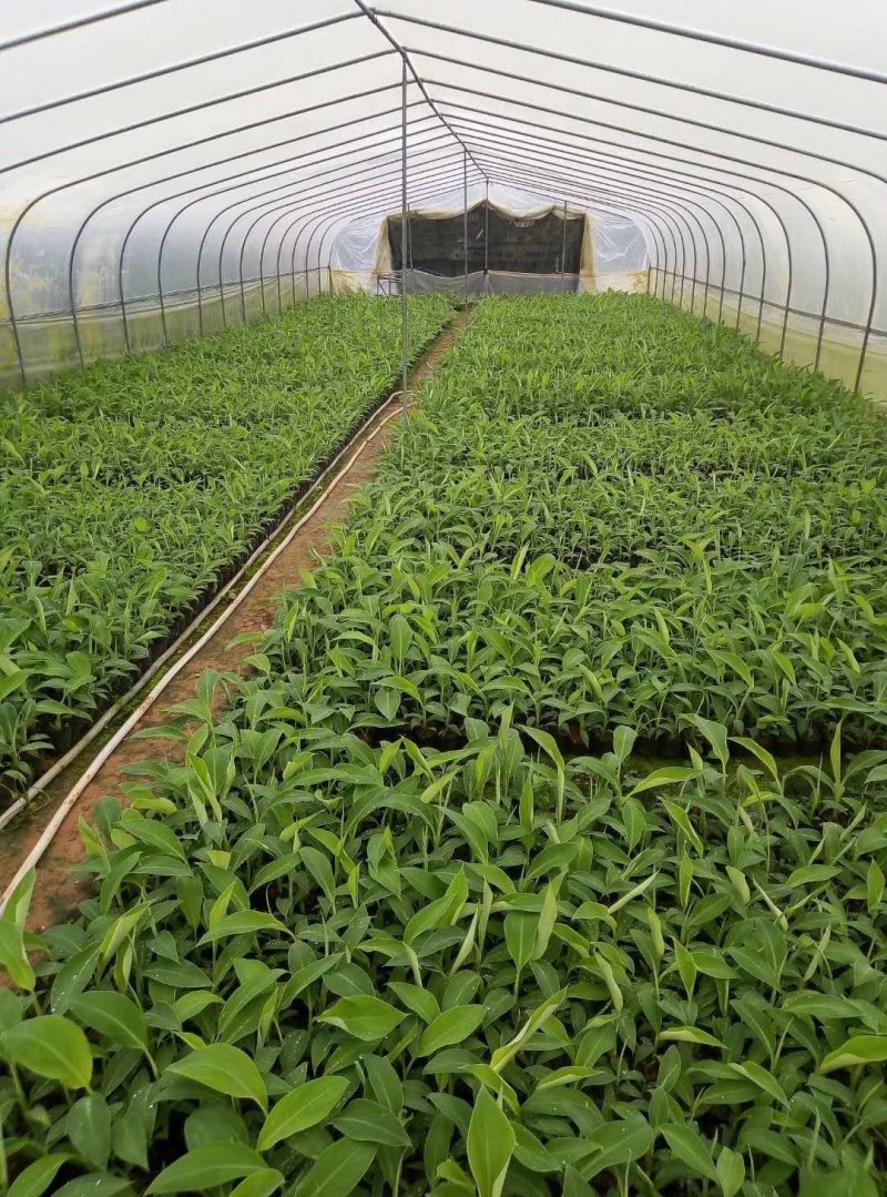广西农科院制种香蕉苗/西贡粉蕉苗/金粉一号蕉苗