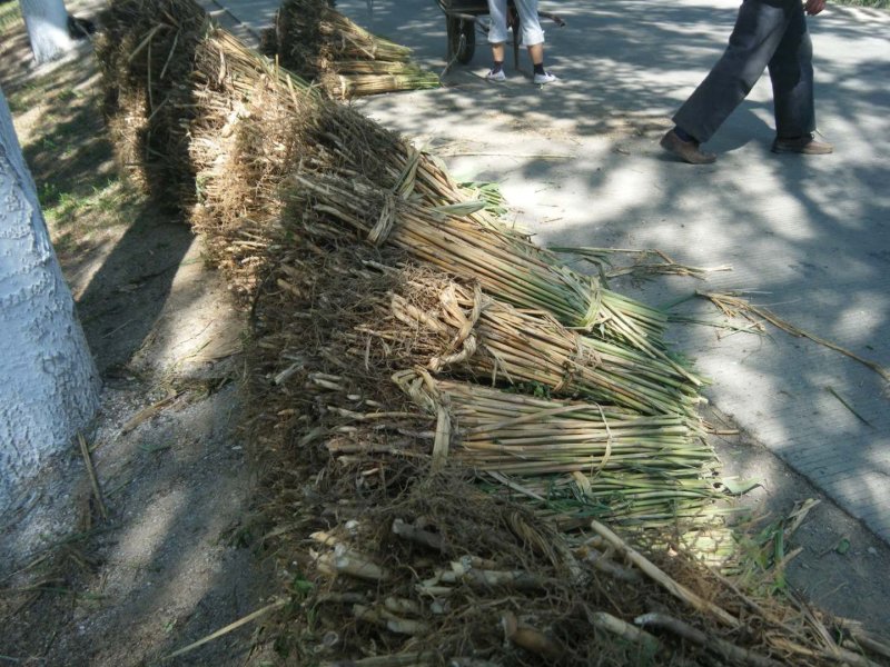 芦苇苗报价/最低价格芦苇种苗批发厂家联系电话