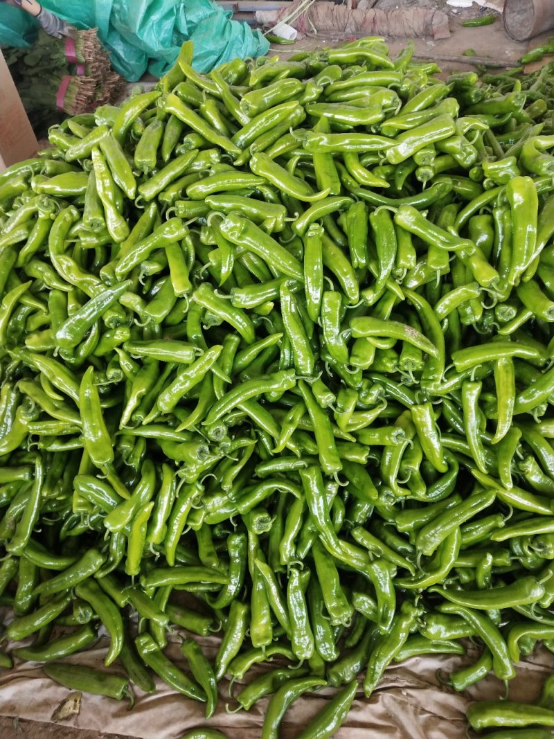 河北邯郸联帮蔬菜批发市场全年供应精品青椒
