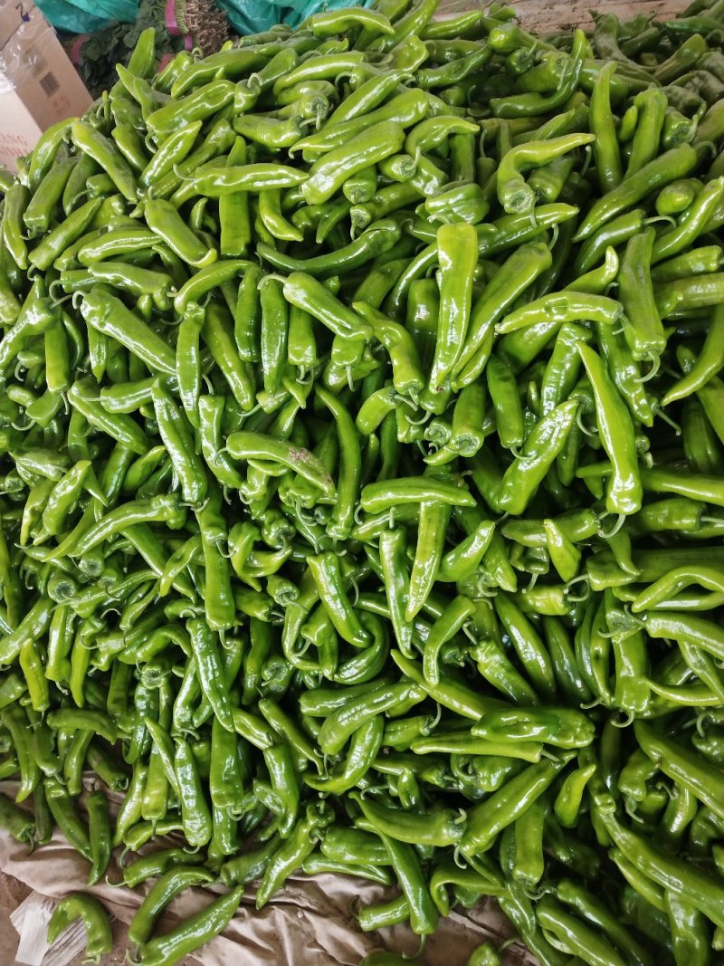 河北邯郸联帮蔬菜批发市场全年供应精品青椒