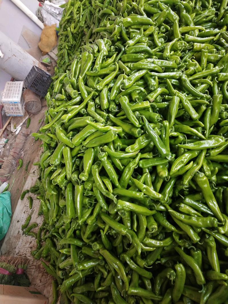 河北邯郸联帮蔬菜批发市场全年供应精品青椒