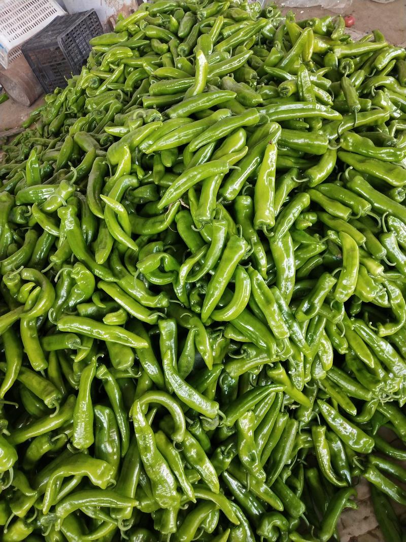 河北邯郸联帮蔬菜批发市场全年供应精品青椒