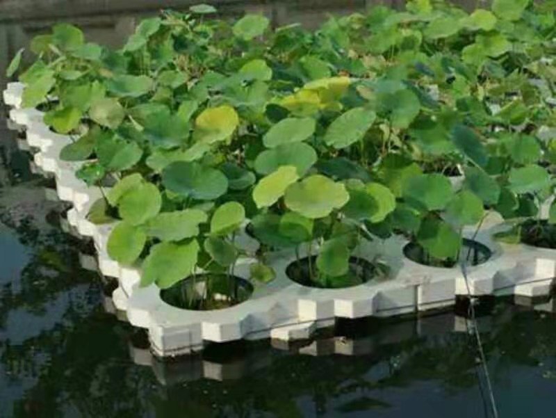 盆栽荷花