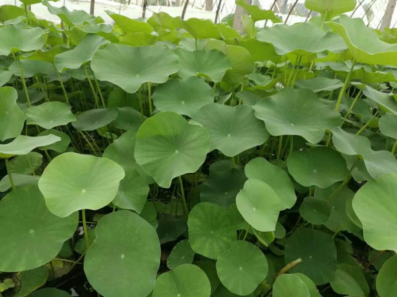 盆栽荷花