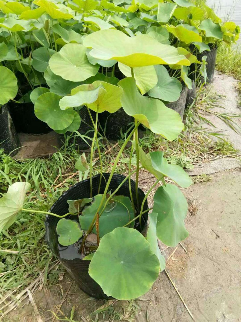 盆栽荷花