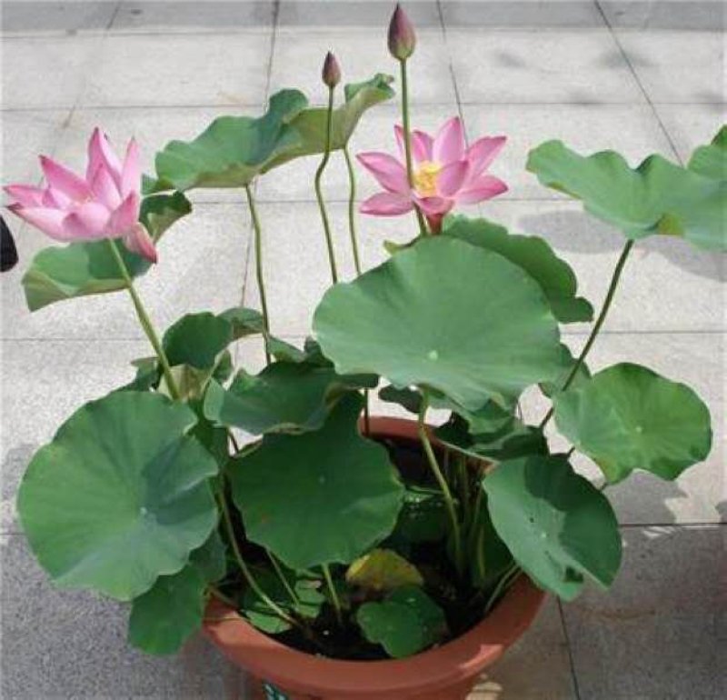 精品盆栽荷花/耐寒深水大型盆栽荷花厂家联系电话