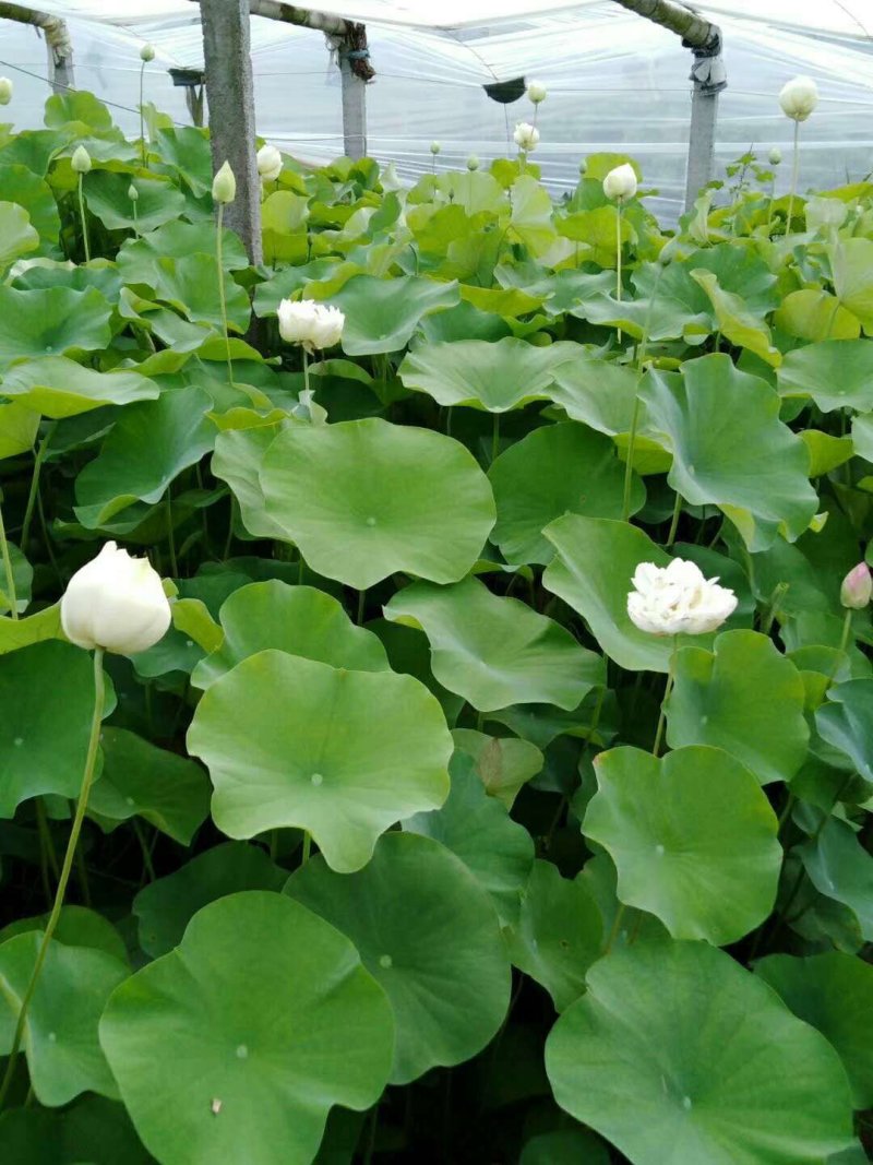精品盆栽荷花/耐寒深水大型盆栽荷花厂家联系电话