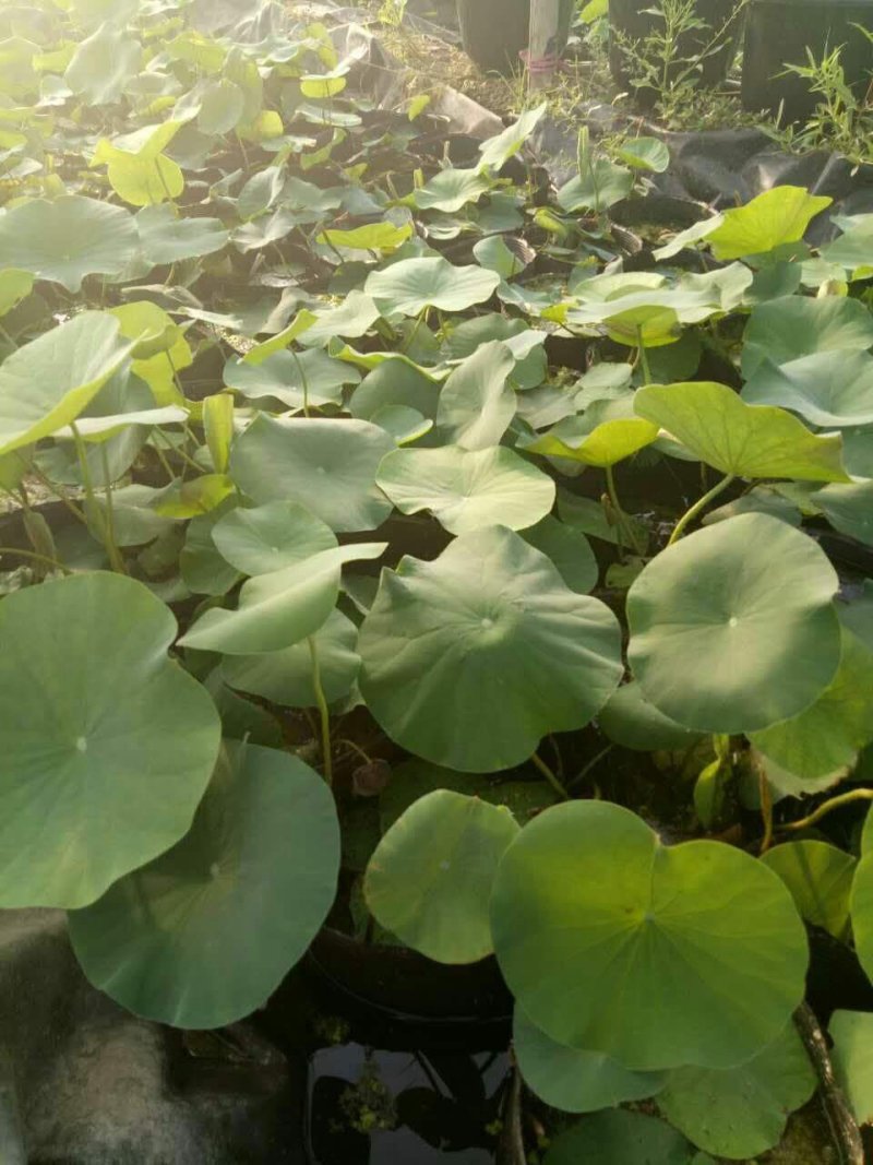 精品盆栽荷花/耐寒深水大型盆栽荷花厂家联系电话
