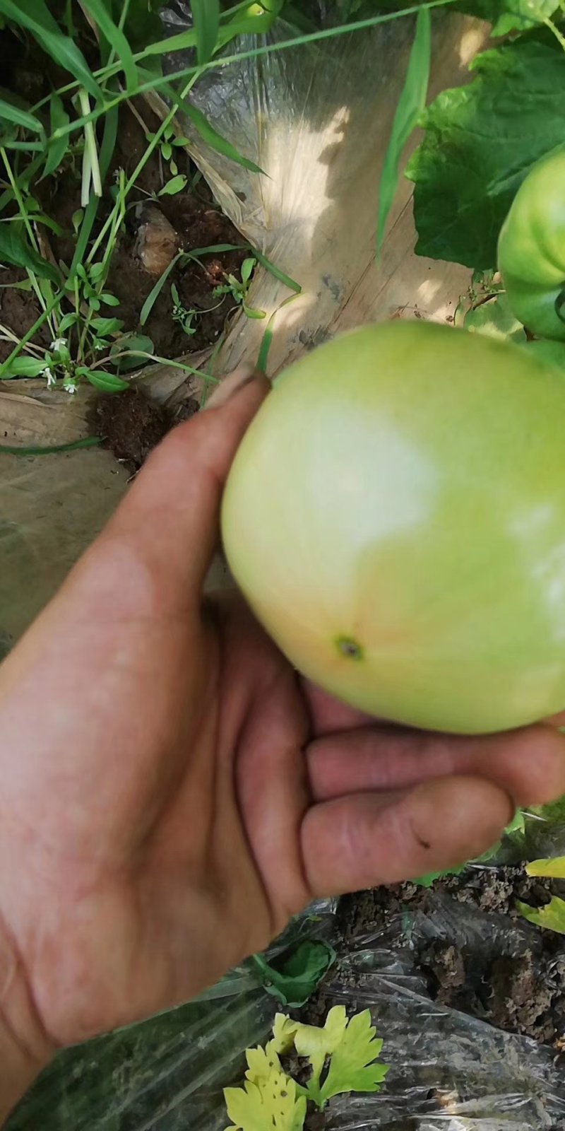 天津本地青腚西红柿，薄皮满沙，口感爆棚