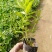 水生植物供应种植批发哪里便宜
