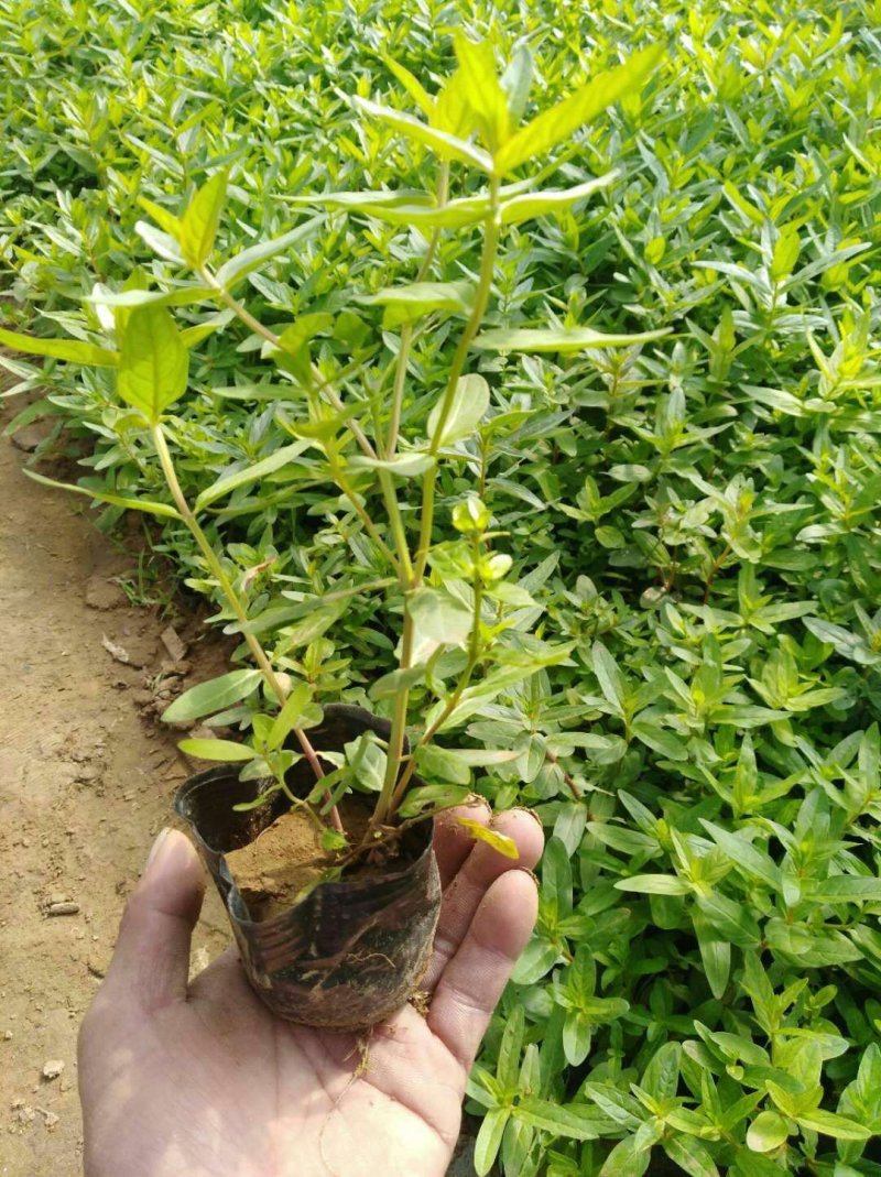 水生植物供应种植批发哪里便宜