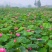 水生植物供应种植批发哪里便宜