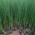 水生植物供应种植批发哪里便宜