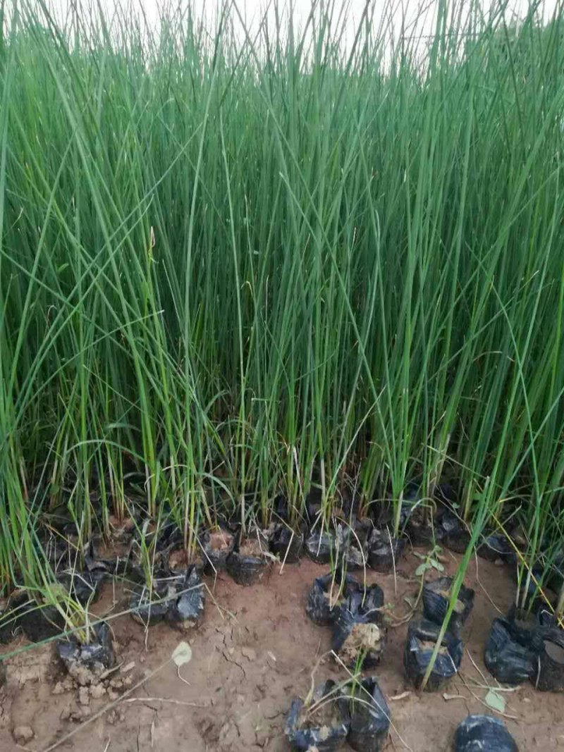 水生植物供应种植批发哪里便宜