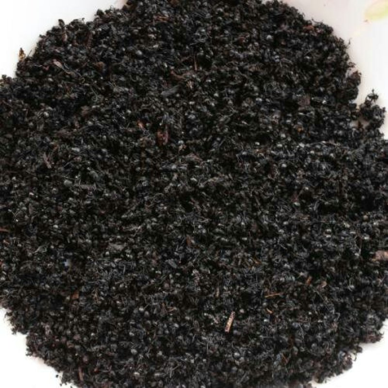 黑蚂蚁质量有保障量大优惠欢迎全国药店中医馆详谈