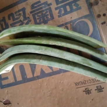 美国库拉索美容芦荟